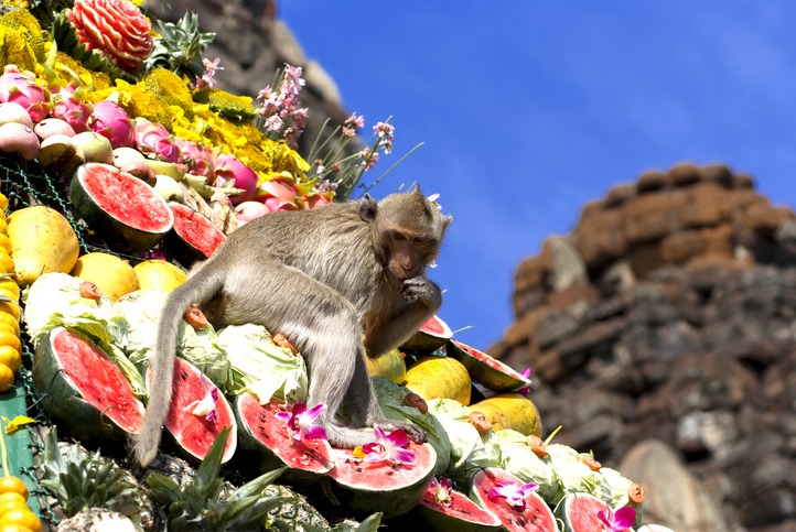 Lopburi Monkey Buffet