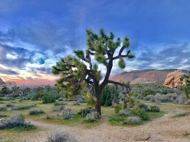 Joshua Tree National Park