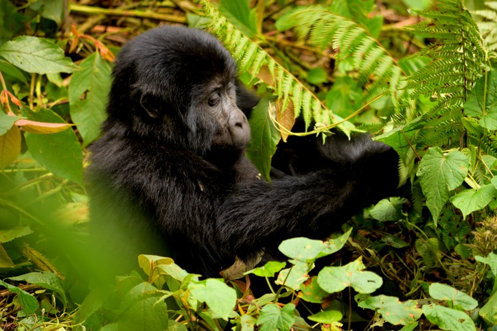 Uganda's Mountain Gorilla Territory