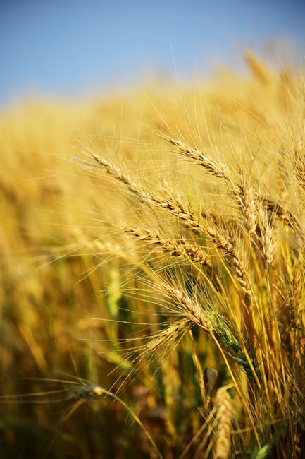 Great harvest of grains