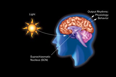 a diagram that sows the influence of dark-light rhythms on circadian rhythms and related physiology and behavior
