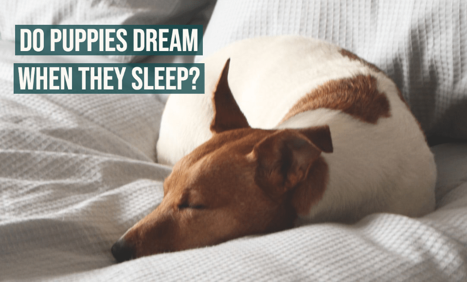 Do puppies dream when they sleep