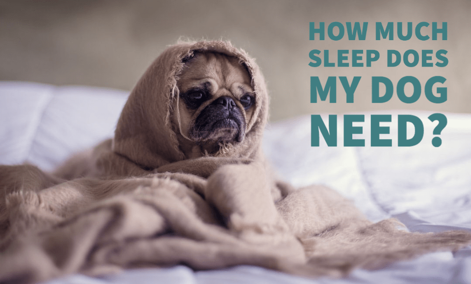 How much sleep does my dog need