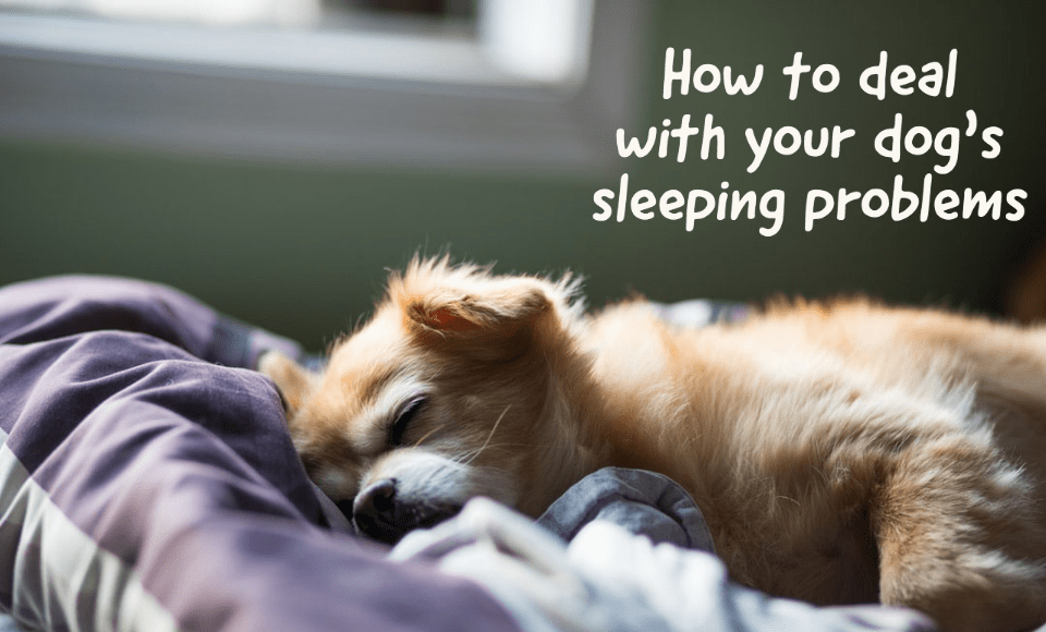 How to deal with your dog's sleeping problems