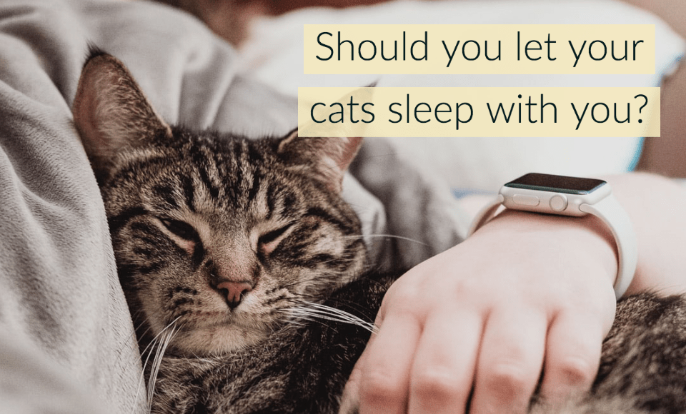 Should you let your cats sleep with you