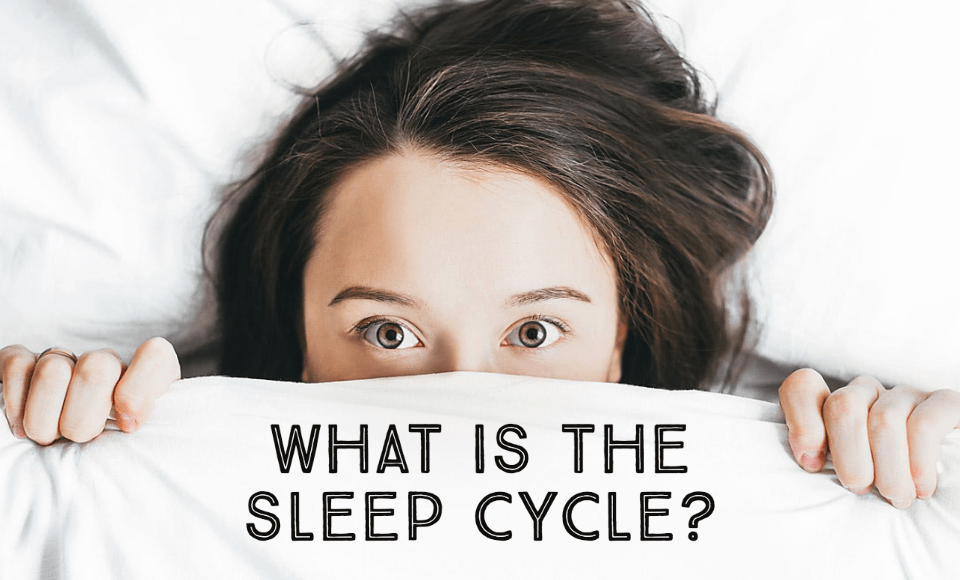 What is the sleep cycle