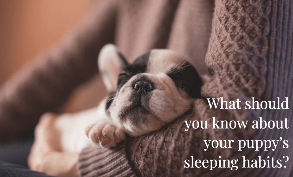 What should you know about your puppy's sleeping habits