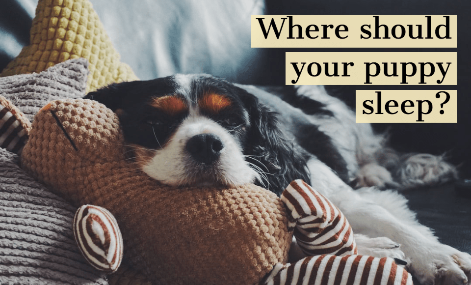 Where should your puppy sleep
