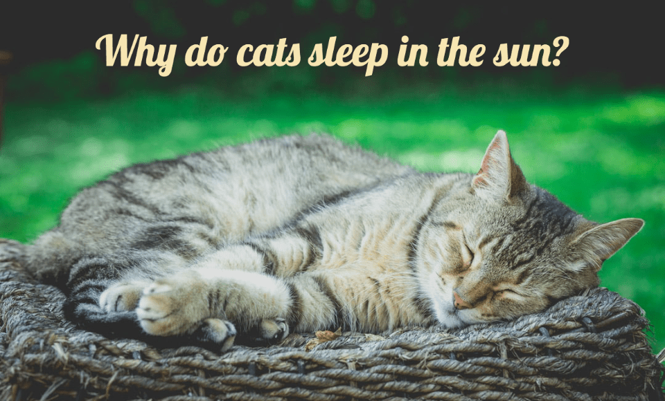 Why do cats sleep in the sun