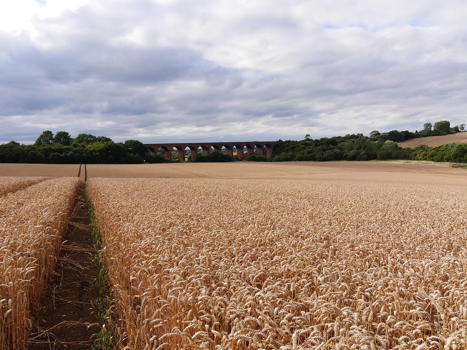 corn field in Leicestershire