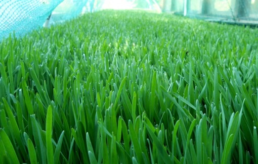 Wheatgrass is grown outdoors. 