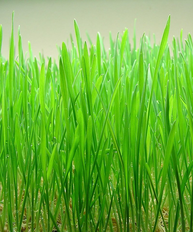 Wheatgrass plant a few days before its harvest