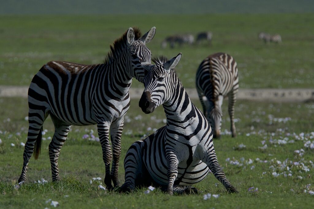 Zebras Animals Safari 